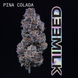 Pina Colada | Flower | 3.5G