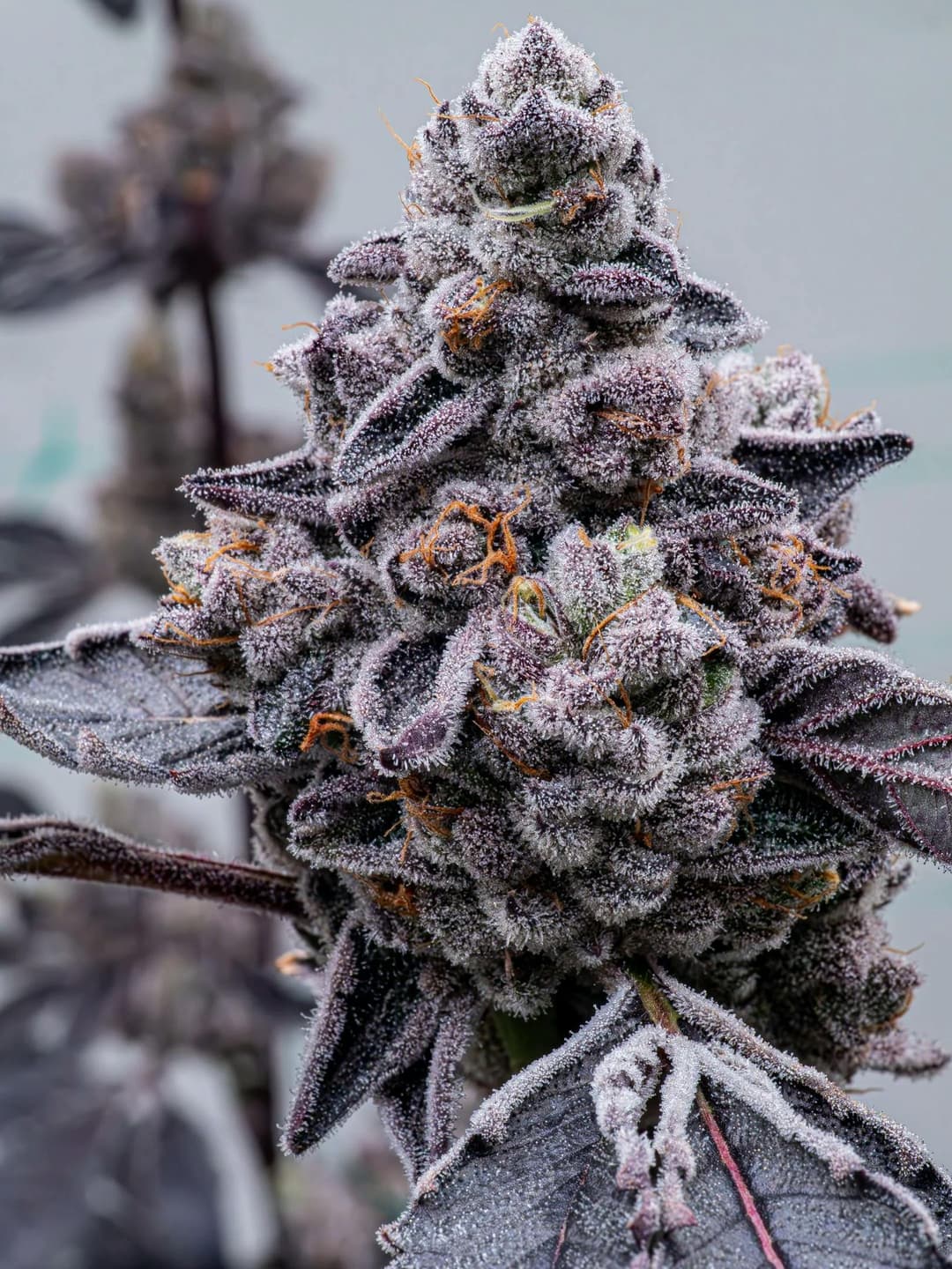 Mochi • Flower • 3.5g - Hybrid Theory | Treehouse Cannabis