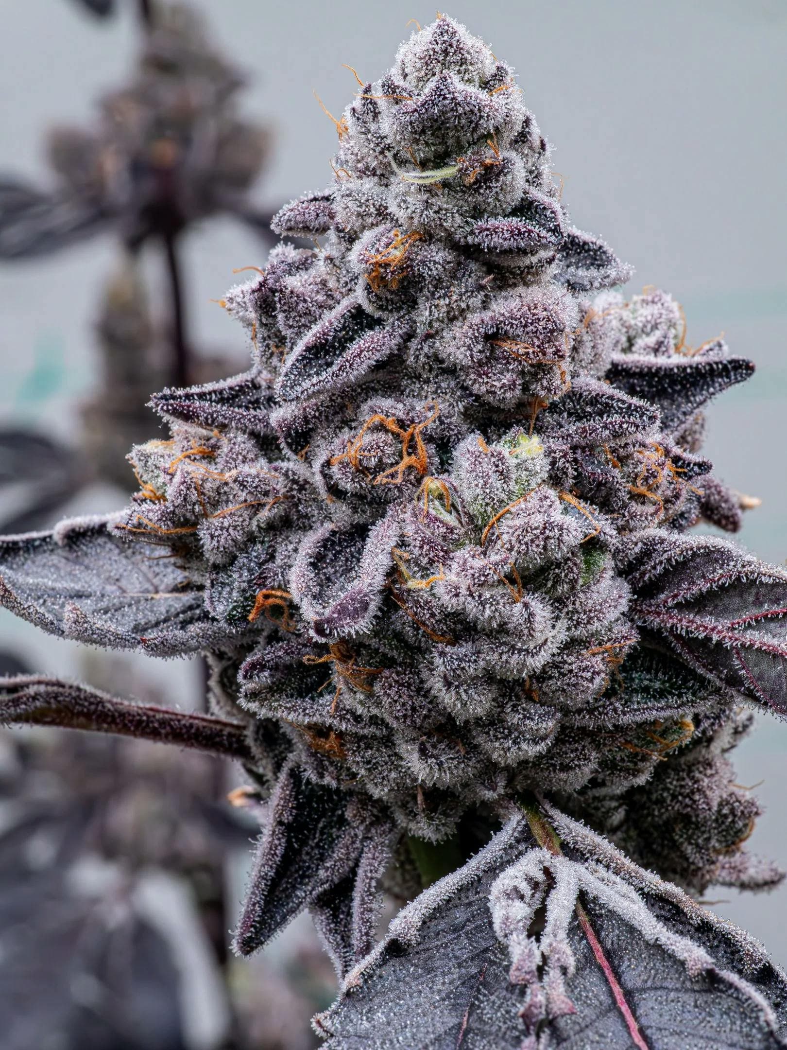 product image for Mochi Flower 3.5g