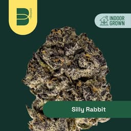 Silly Rabbit | Flower | 3.5g